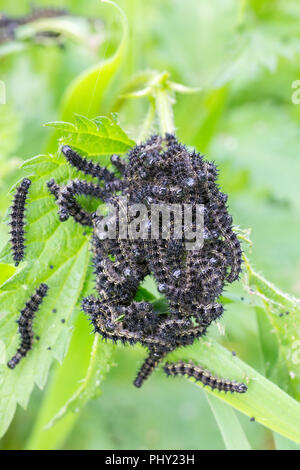 Gruppe von schwarzen Raupen Essen aus Brennnessel Pflanze Stockfoto