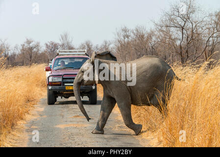 Ein afrikanischer Elefant überquert die Straße vor einem Fahrzeug im Hwange National Park in Simbabwe. Stockfoto