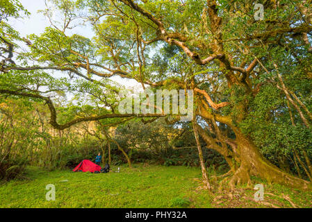 Ein Wanderzelt, das in einem Wald im Nyanga Nationalpark in Simbabwe zu sehen ist. Stockfoto