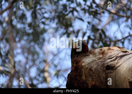 Rainbow Lorikeet (trichoglossus Moluccanus) ruht auf Zweig der Paperbark Eukalyptus Stockfoto