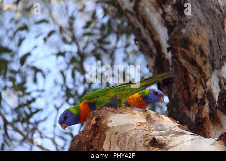 Rainbow Fledermauspapageien (trichoglossus Moluccanus) ruht auf Zweig der Paperbark Eukalyptus Stockfoto