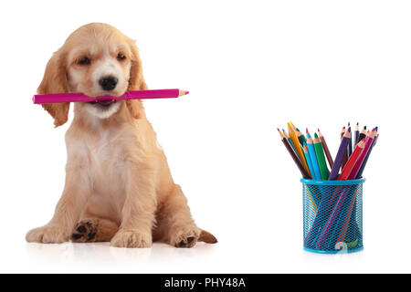 Cocker Spaniel Welpen mit Bleistift, auf weissem isoliert. Stockfoto