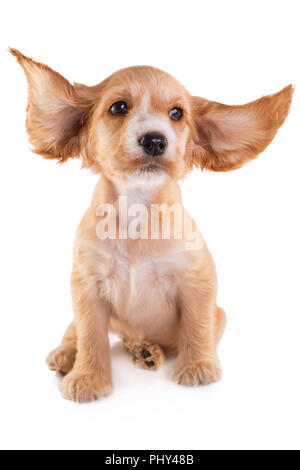 Cocker Spaniel Welpen, auf weissem isoliert. Stockfoto