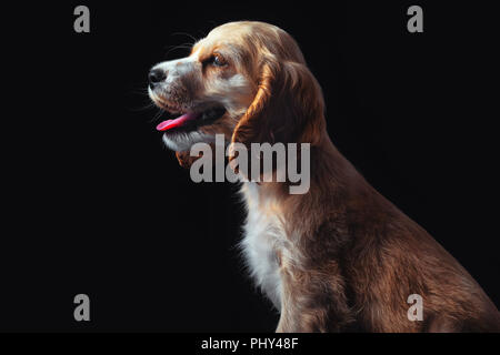 Cocker Spaniel Welpen, auf Schwarz isoliert. Stockfoto