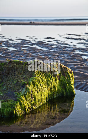 Algen bedeckten Felsen am Strand Stockfoto