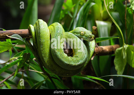 Grüner Baumpython (Morelia Viridis) Stockfoto