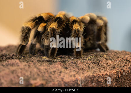 Nahaufnahme eines mexikanischen redknee Tarantula (Brachypelma smithi) auf einem Stein Stockfoto