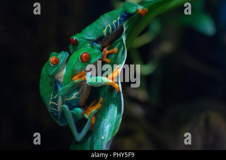 Rotäugigen Baumfrosch (Agalychnis Callidryas) Stockfoto