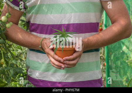 Mit einem medizinischen Marihuana Pflanze im Gewächshaus Stockfoto