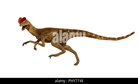 Laufen, theropode Dilophosaurus Dinosaurier aus der frühen Kreidezeit (3d-Abbildung auf weißem Hintergrund) Stockfoto