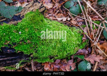 Nahaufnahme des pulsierenden grünen Moos wächst auf einem Zweig in das Unterholz eines Waldes. Zeigt Laub und Brambles es umgibt. Stockfoto