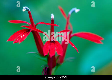 Lobelia cardinalis (Kardinal Blume) - Dupont Zustand Freizeit Wald - in der Nähe der Brevard, North Carolina, USA Stockfoto