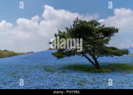 Nemophila Blumen Garten Hitashi Seaside Park, ibaraki, Japan Stockfoto