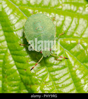 Weißdorn shield Bug-acanthosoma haemorrhoidale Stockfoto