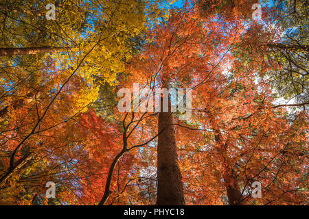 Multi Color Bäume in den Wald Stockfoto