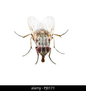 Hässliche Diptera Fliegen Insekten isoliert auf weißem Hintergrund Stockfoto