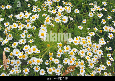 Blüten der Weißen schönen Gänseblümchen Blüte in das Feld ein. Sommer Gänseblümchen. Pflanzliche Blumen. Blühenden Gänseblümchen. Schönen sommer feld Stockfoto