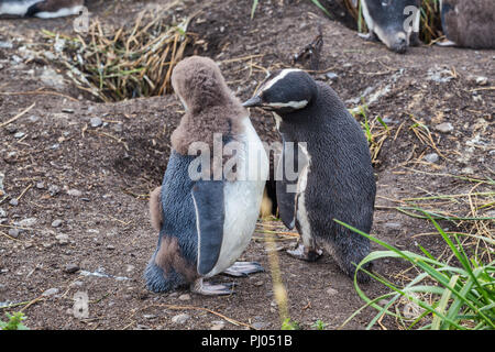 Magellan-pinguine, Martillo Insel Feuerland Nationalpark, Isla Grande de Tierra del Fuego Tierra del Fuego und Antartida e Islas del Atlant Stockfoto