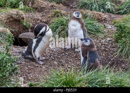 Magellan-pinguine, Martillo Insel Feuerland Nationalpark, Isla Grande de Tierra del Fuego Tierra del Fuego und Antartida e Islas del Atlant Stockfoto