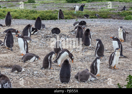 Magellan-pinguine, Martillo Insel Feuerland Nationalpark, Isla Grande de Tierra del Fuego Tierra del Fuego und Antartida e Islas del Atlant Stockfoto