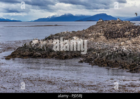 Magellan Kormoran, Feuerland Nationalpark Tierra del Fuego und Antartida e Islas del Atlantico Sur, Argentinien Stockfoto