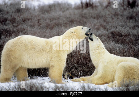 Eisbären playfighting in der Nähe von Churchill, Manitoba, Kanada Stockfoto