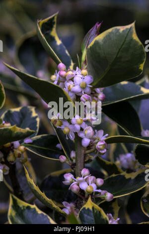Diese Stechpalte (Ilex aquifolium cv. Handsworth New Silver) hat verschiedene Blätter und zeigt Blumen und Beeren. Stockfoto