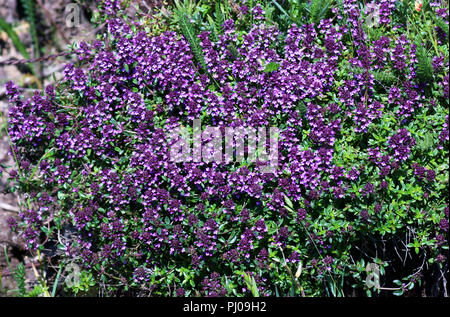 Großer wilder Thymian (Thymus pulegioides) wächst an einem strassenrand Bank in Cornwall, England. Stockfoto