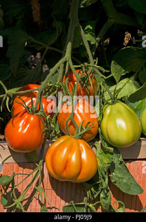 Var die Tomate Corazon F1 wächst in einem erhöhten Bett. Die Früchte reif sind, süß und saftig. Stockfoto