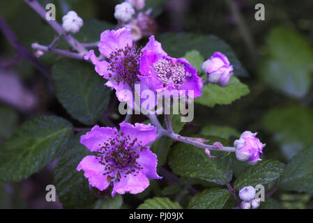 Blumen der wilde Brombeere (Rubus fruticosus) Diese Blumen viel Bunter als normal sind, aber die endgültige Beeren waren köstlich.. Stockfoto