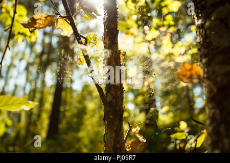 Die Farben des Herbstes, Holz mit Spinnennetz. Natur Hintergrund. Spider Web auf einem Baum verzweigt, gelbe Blätter und Baumstämme im Hintergrund, weiche selcti Stockfoto