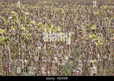 Verwelkte Sonnenblumen Feld, Naturkatastrophen verursacht durch extreme Hitze und wenig Niederschlag in Europa im Sommer 2018. Stockfoto