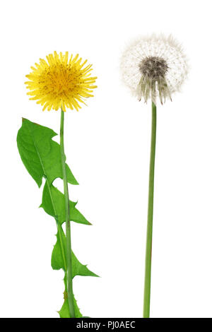 Zwei Löwenzahn auf weißem Hintergrund closeup isoliert. Stockfoto
