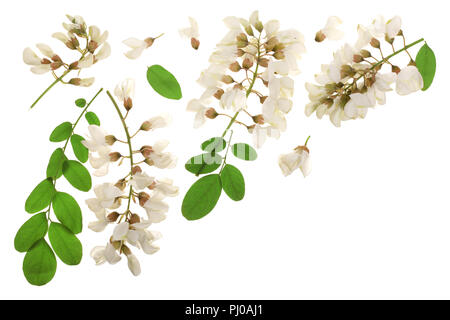 Blühende Akazie mit treibt auf weißem Hintergrund, Robinie, Akazie Blumen, Robinia pseudoacacia mit Kopie Platz für Ihren Text. Weiß aca Stockfoto