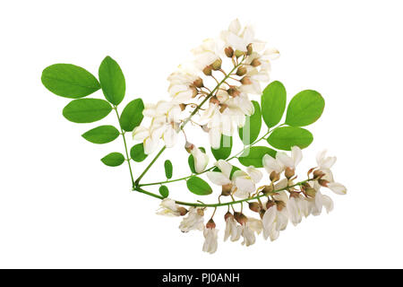 Blühende Akazie mit treibt auf weißem Hintergrund, Robinie, Akazie Blumen, Robinia pseudoacacia. Weiß Akazie. Stockfoto