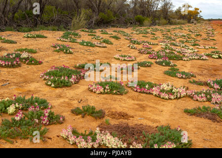 Kranz Blumen in der Nähe von Pindar, WA, Australien Stockfoto