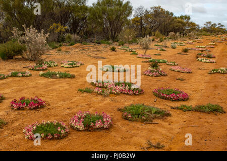 Kranz Blumen in der Nähe von Pindar, WA, Australien Stockfoto