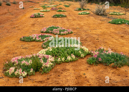 Kranz Blumen in der Nähe von Pindar, WA, Australien Stockfoto