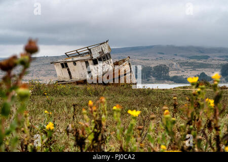 Die Point Reyes abgebrochen Schiffbruch an der Küste von Tomales Bay in Inverness, Point Reyes National Seashore, Kalifornien. Stockfoto