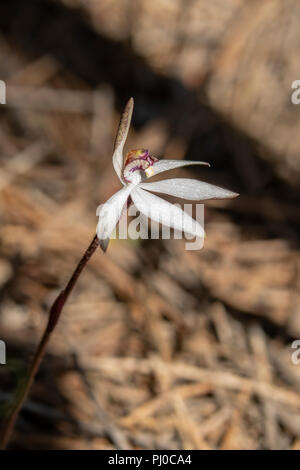 Saccharata Ericksonella, Zucker Orchid Stockfoto