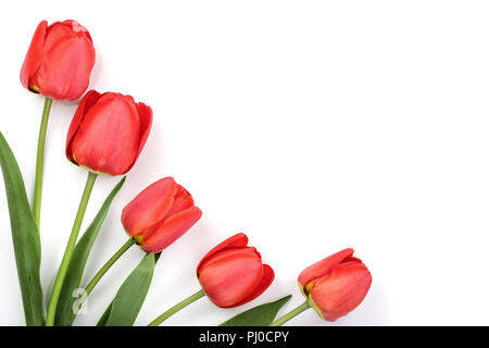 Schöne rote Tulpen auf weißem Hintergrund mit Kopie Platz für Text. Ansicht von oben, flach Stockfoto