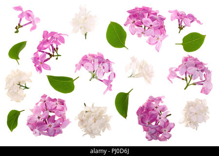 Lila Blumen, Zweige und Blätter auf weißem Hintergrund. Flach. Ansicht von oben Stockfoto