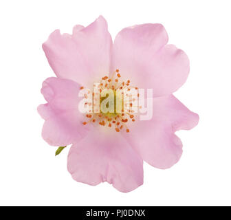 Hagebutten Blume auf weißem Hintergrund Nahaufnahme Stockfoto
