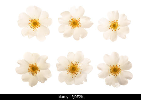 Hagebutten Blume auf weißem Hintergrund Nahaufnahme Stockfoto