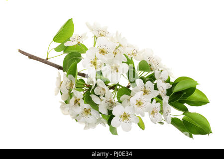 Zweig mit Birne Blumen auf weißem Hintergrund. Ansicht von oben. Flach Stockfoto