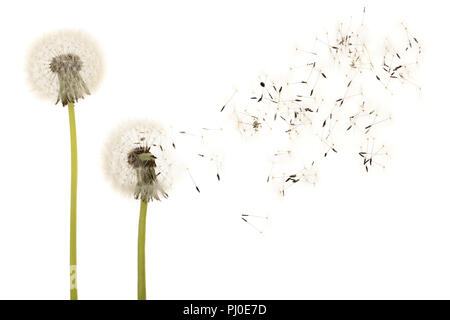 Alte Löwenzahn auf weißem Hintergrund closeup isoliert Stockfoto