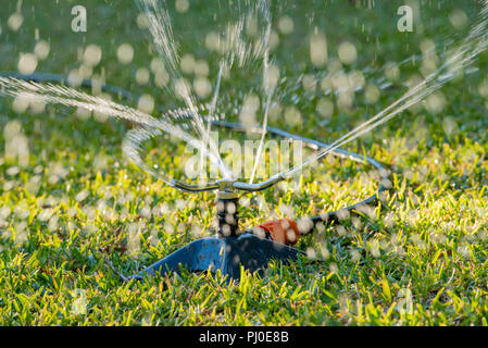 Ein Gartensprinkler sprüht Wasser auf einem St. Augustine (Palmetto) Rasen in einem Sydney Hinterhof in Australien Stockfoto