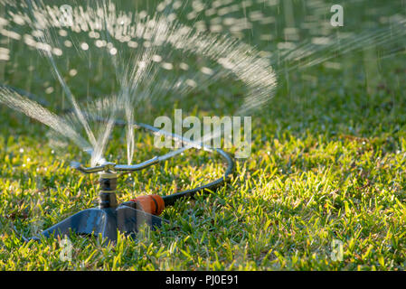 Ein Gartensprinkler sprüht Wasser auf einem St. Augustine (Palmetto) Rasen in einem Sydney Hinterhof in Australien Stockfoto