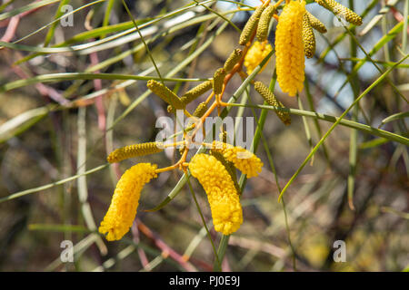 Acacia lasiocalyx Stockfoto