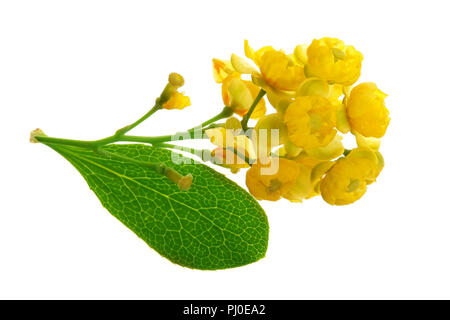 Blumen von berberitzen mit Blättern auf weißem Hintergrund Stockfoto